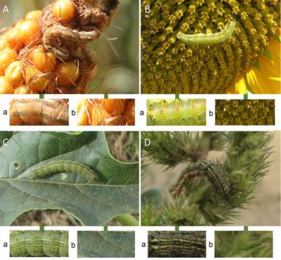 Colour polymorphism of cotton bollworm larvae as a function of the type of host plant providing its development